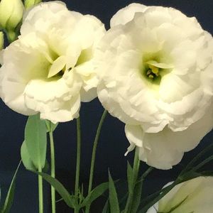 Meet your Posher, Rita